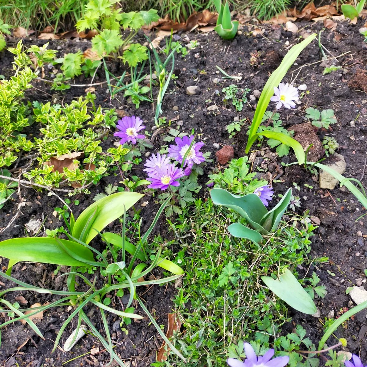 Quite an array of bulbs in bloom🪻🌷in the village.

Keep an eye out for when we're next meeting up or message us to join the WhatsApp group.