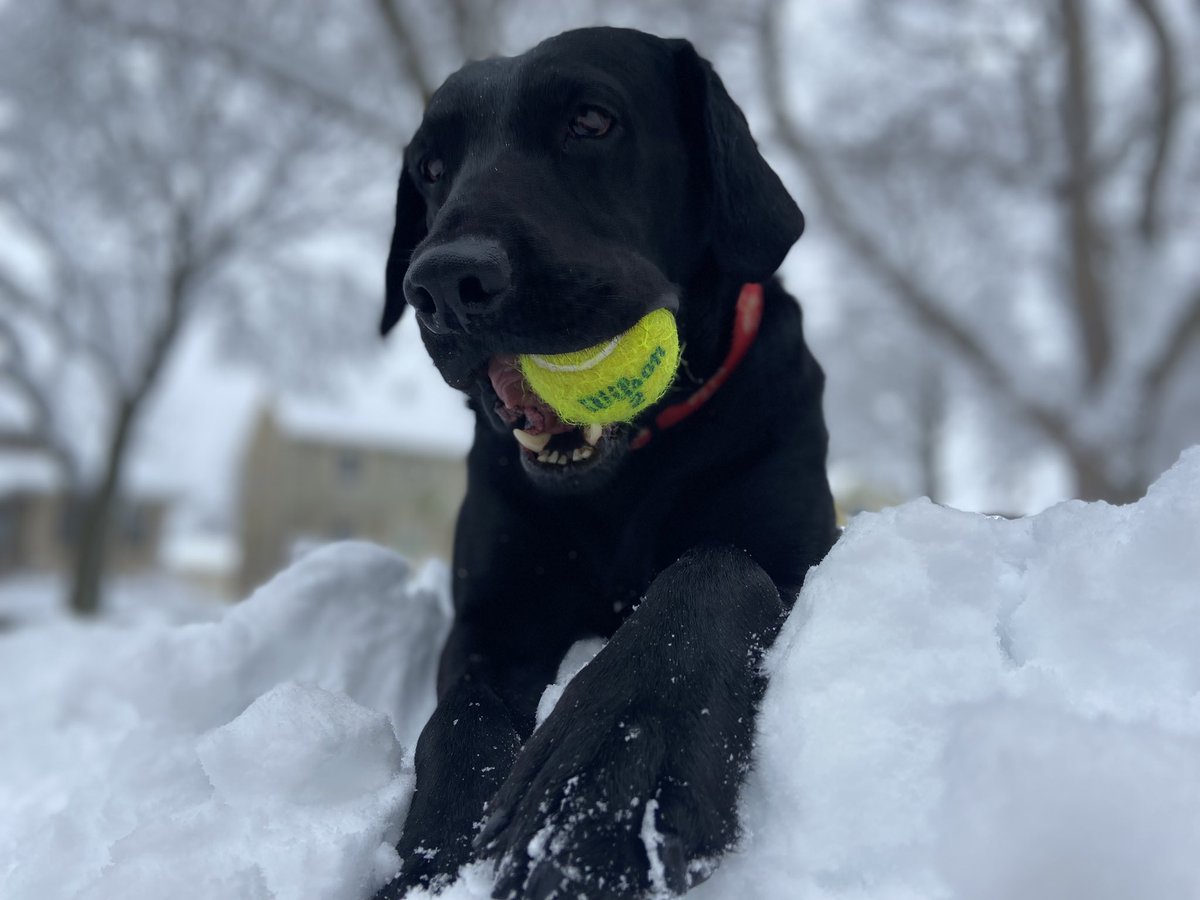 Dog sitting this snowy weekend.

This is Jack. 

Jack loves ball. 

#ballislife