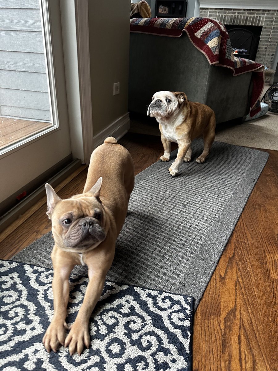 When the Frenchie has toxic gas