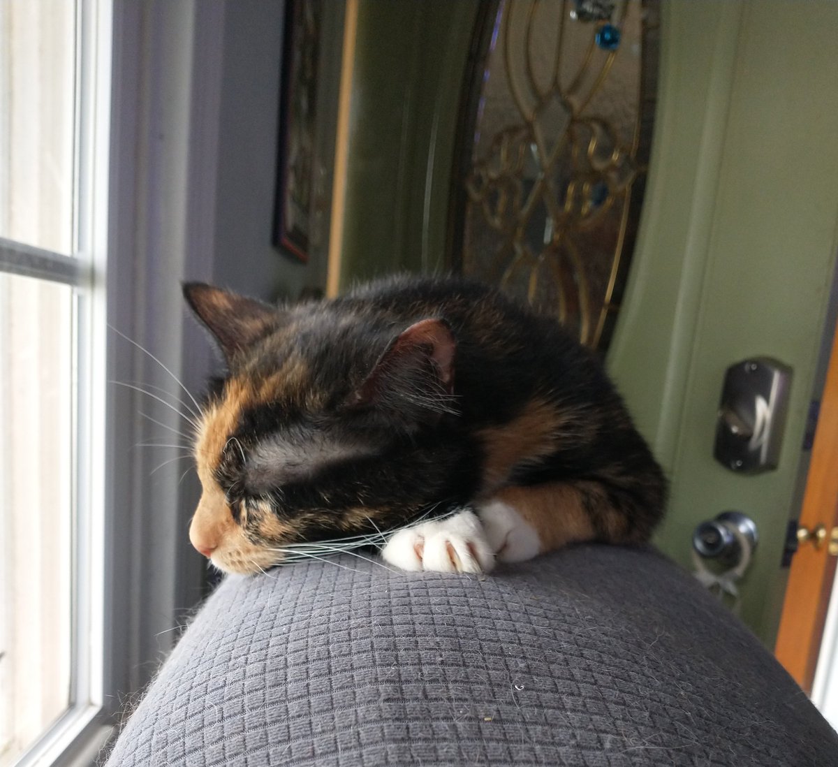 IsabellSamaluk's tweet photo. Autumn is napping already! Happy #Caturday! #catnapping https://t.co/XPjPcBs83A
