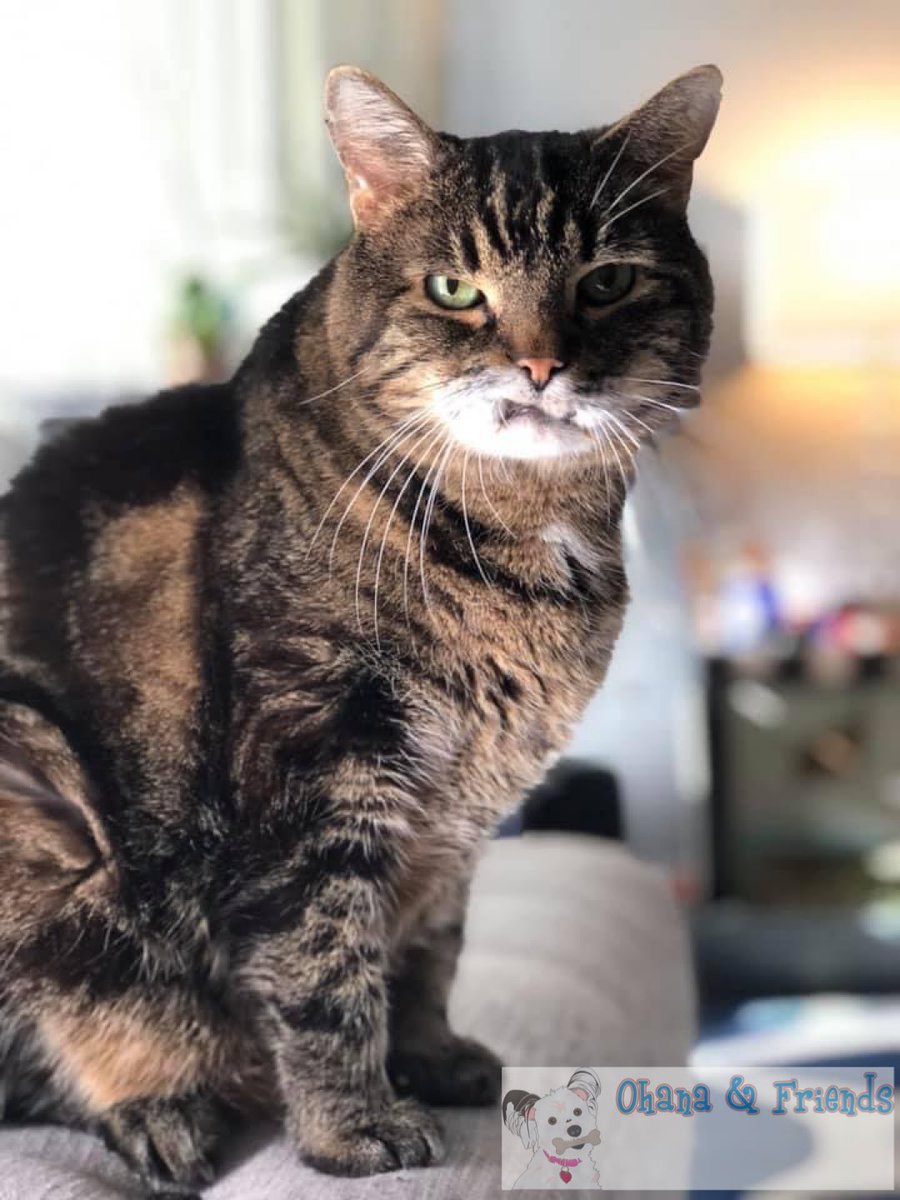 ohanaandfriends's tweet image. I know they're grouchy like Oscar by the trash can…” - Woodward
#thecipher #nickiminaj