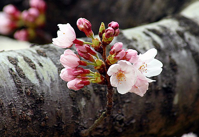 2023年 サクラ咲く！開花から満開へ・・・打ち上げ花火のように・・・サクラが咲き乱れています。#サクラ #sakura