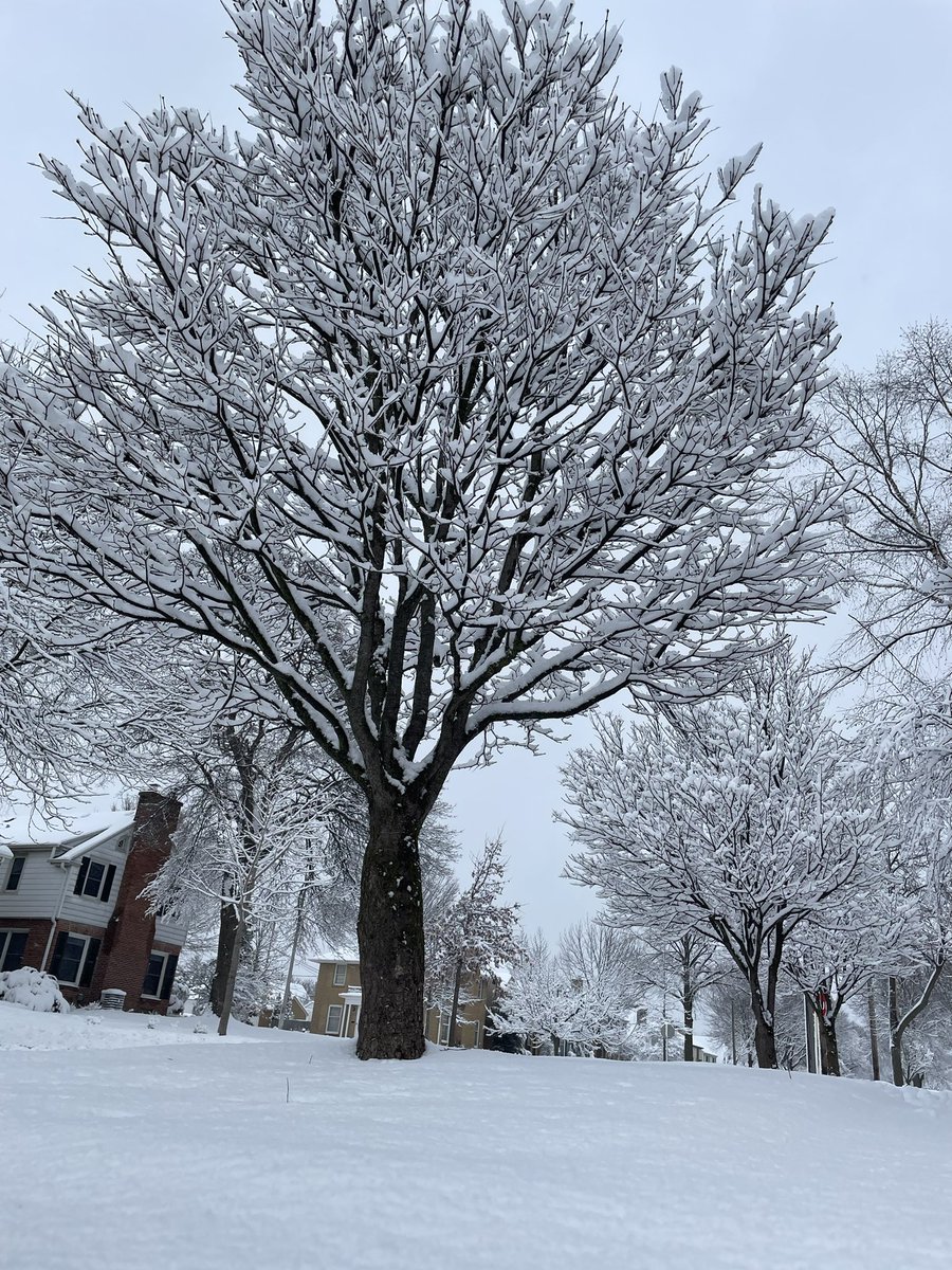 MarisaWoloszyn's tweet image. 5” of a heavy, wet snow in #Tosa! @tmj4