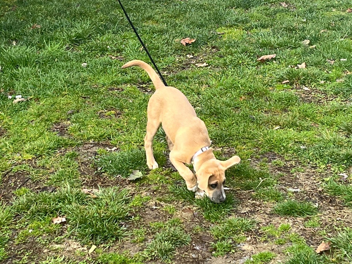 ThePost's tweet photo. Who let the dogs out at Mill Fest? Stay turned for more coverage! https://t.co/t9KAh8fAYB