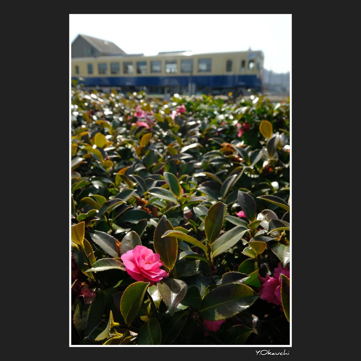 紅一点

初めての水島臨海鉄道での撮影。道端でいちばん綺麗な花を選んで気動車と撮影。

 #fujifilm  #xt2  #xf1024