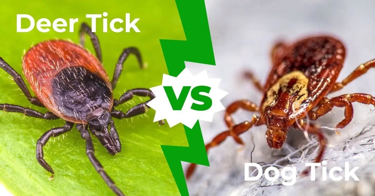 1. Looks to be a terrible summer for ticks here in US (found 3 so far before spring began).

So here's a research-based guide for what do if you get bit by a tick (this is not medical advice, talk to your docs, but it is based on new CDC guidelines not many seem to know):