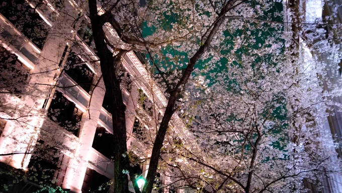 お花見会はできなかったけど美味しいご飯食べて夜桜見ながら帰ってきた!楽しかった 