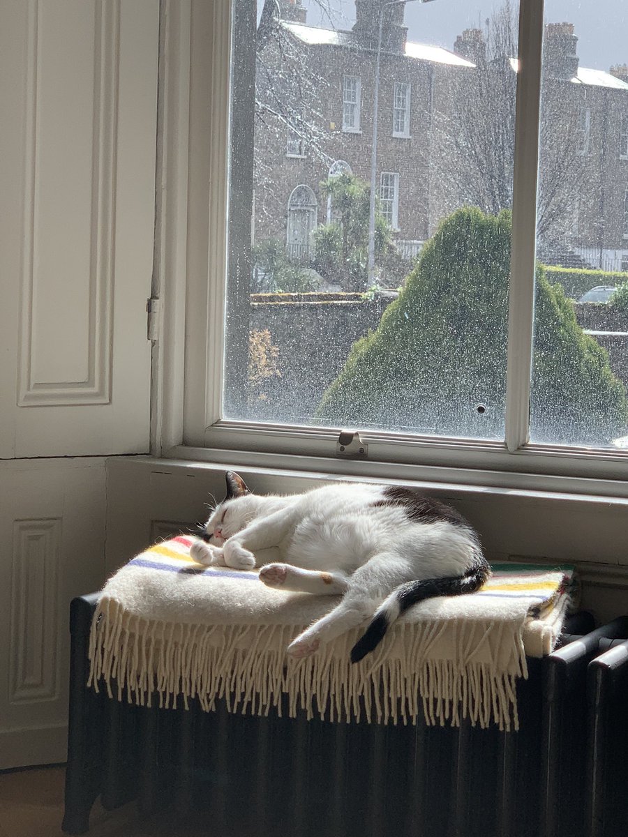 Finally home from the #RDAPlenary and I never thought I’d be so happy to get home to Dublin weather, where at least you get a little sun along with the rain. ☀️ Also, catnaps are great.