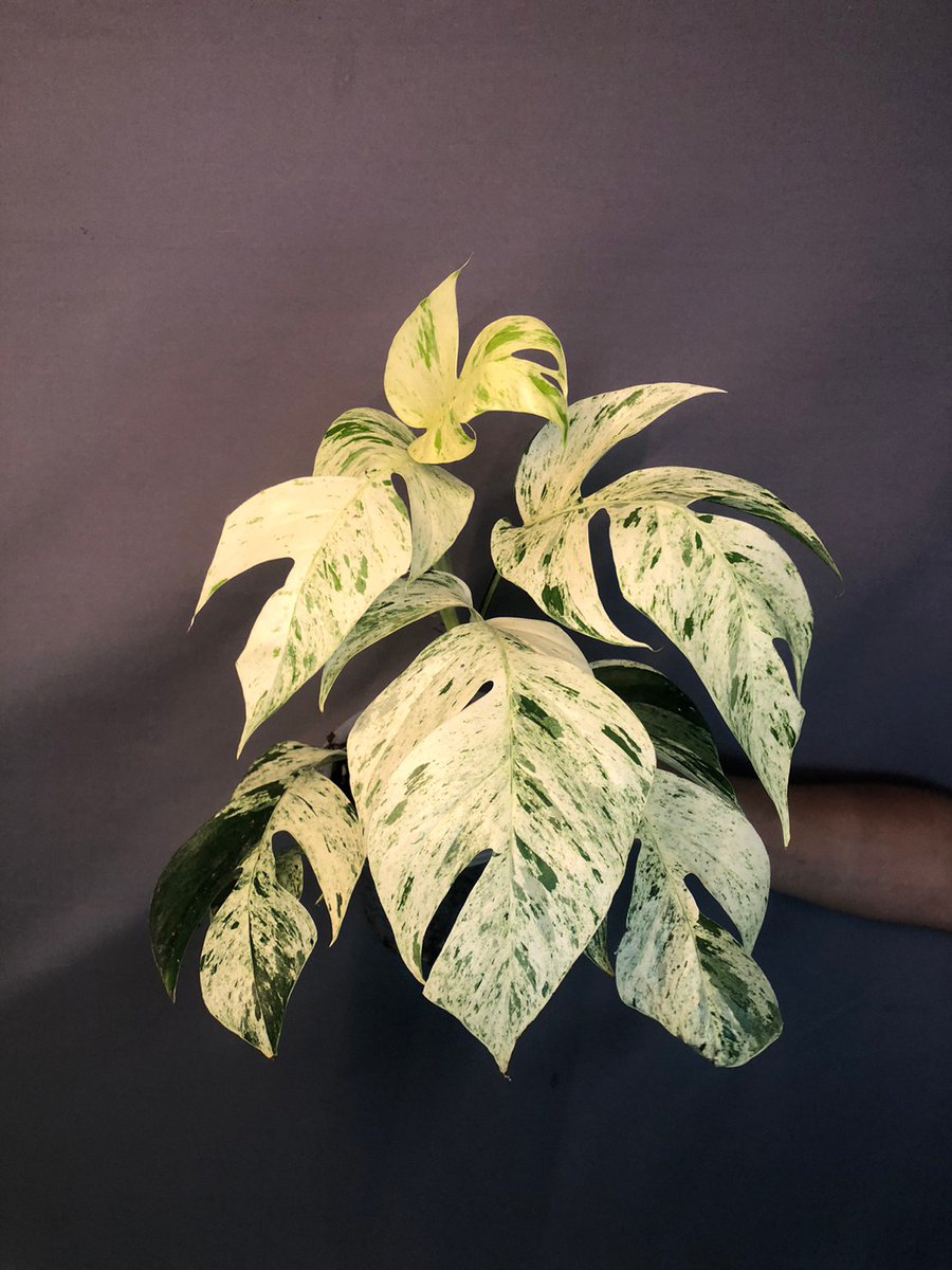 TT_plantstore's tweet photo. 🌱Epipremnum pinnatum marble variegated

Tonmong Tonmai 🪴 Rare plants, variegated plants shop 🇹🇭
✈️ Worldwide shipping
 Please  https://t.co/iNsRxJGkyv 

#Epipremnumpinnatummarble #philodendron #epimarble #aroid #plants #planttwitter #rareplants #variegated #plantgarden #garden https://t.co/oeqanhbQta