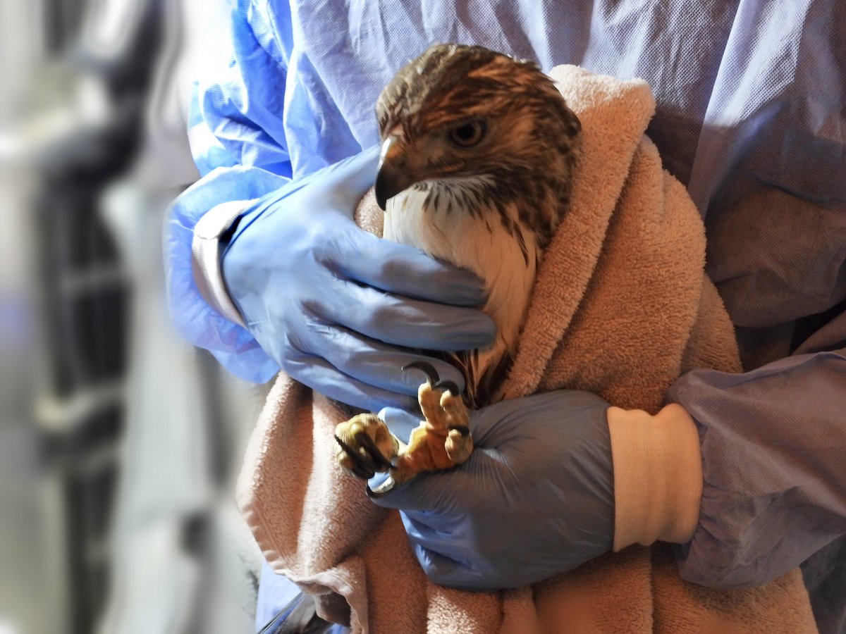 **We need XL towels!** If you have gently used extra-large towels (“bath sheet” size), we need them for handling and care of our larger patients. Please drop them by the clinic any day 9-7: 565 Columbus Ave. Our patients won’t thank you, but we will!

📷: Min Jang