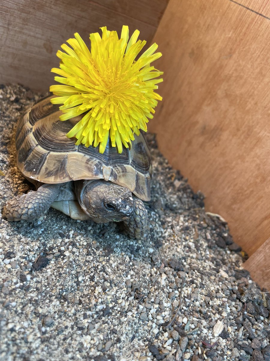 Voldetort18's tweet photo. The human is beyond irritating, I am not amused #voldetort #tortoise #hermanntortoise #Voldetortthehermanntortoise https://t.co/bqkY0g1ezy