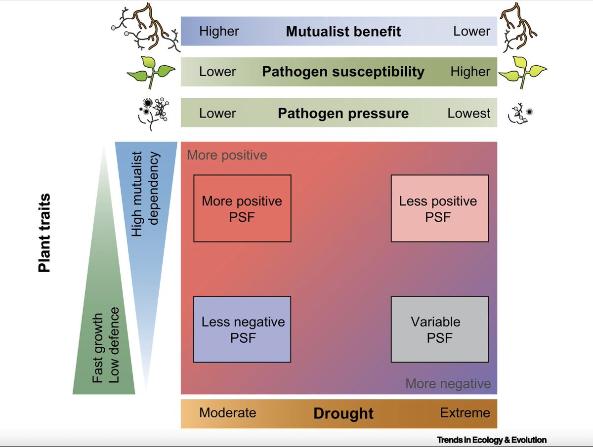 Prof. Franciska de Vries 🦠🍄🪱🌱🍂🌍 (@frantecol) on Twitter photo It's out! It took two crazy COVID years but one of the most enjoyable collaborations ever.
<a href="/hawkeslab/">Christine Hawkes</a> <a href="/JenLauEvoEco/">Jennifer Lau</a> <a href="/PlantEcoEvoUT/">Plant Evolutionary Ecology lab</a> and I argue that to predict plant-soil feedback under drought, we need to include coexistence history and local adaptation.
sciencedirect.com/science/articl… It's out! It took two crazy COVID years but one of the most enjoyable collaborations ever.
<a href="/hawkeslab/">Christine Hawkes</a> <a href="/JenLauEvoEco/">Jennifer Lau</a> <a href="/PlantEcoEvoUT/">Plant Evolutionary Ecology lab</a> and I argue that to predict plant-soil feedback under drought, we need to include coexistence history and local adaptation.
sciencedirect.com/science/articl…