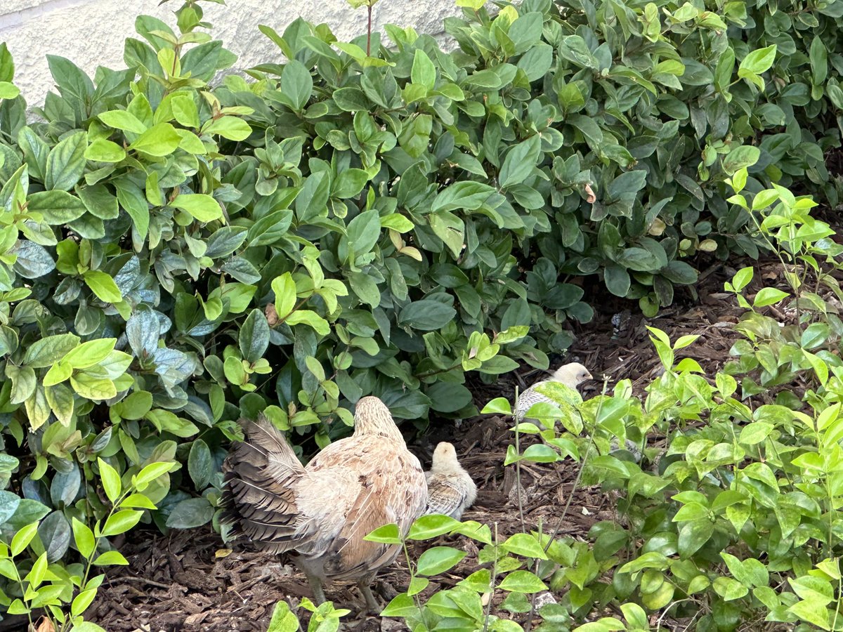 Only in Miami…chicken roaming around the shopping center hedge #305living