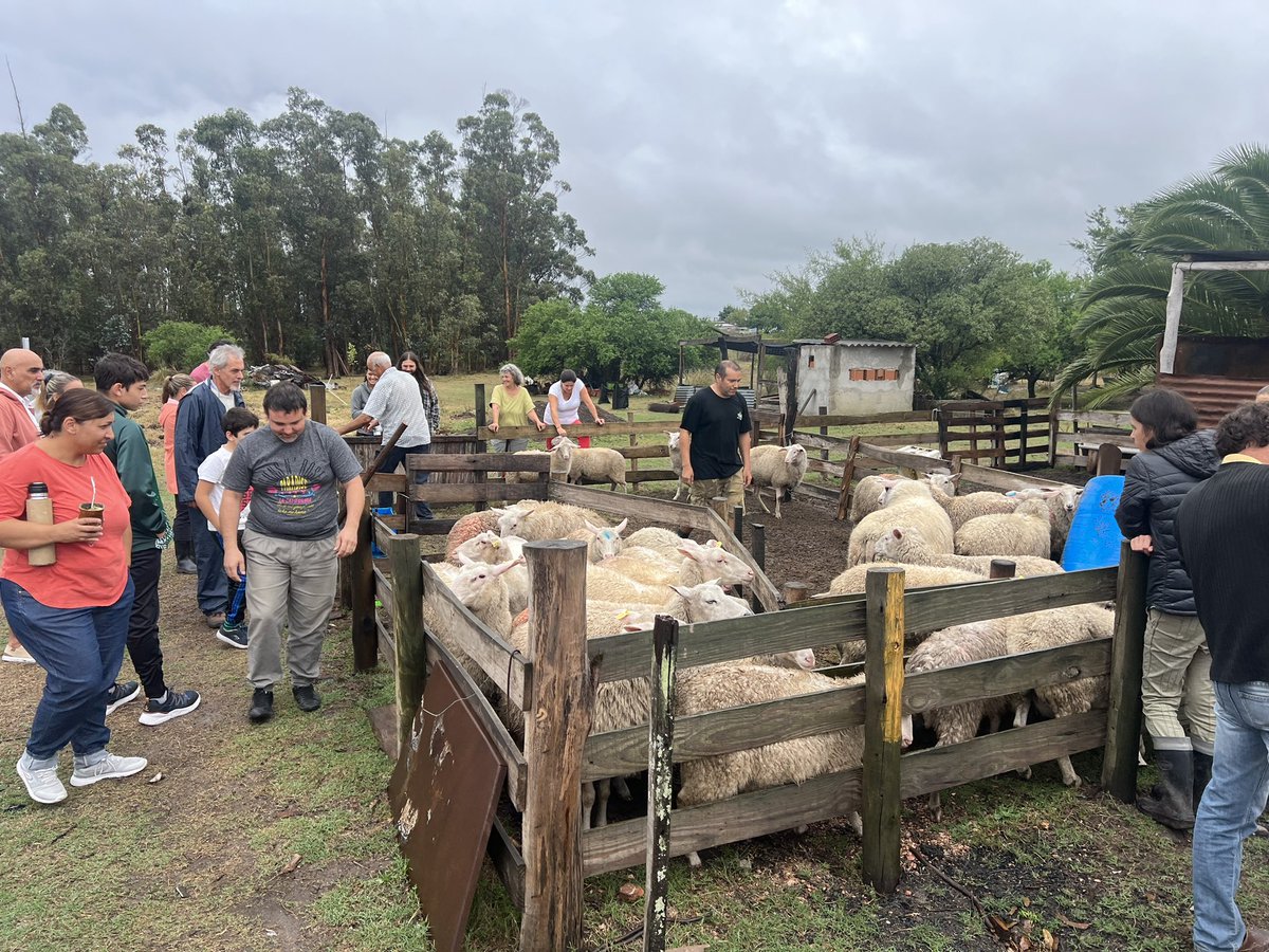 #Ahora acompañando al grupo del Encuentro del Ovino y la Granja #EOG en actividad con <a href="/fvetuy/">Veterinaria UDELAR</a> en Totoral del Sauce. Una jornada que promueve la capacitación para productores en sanidad ovina. <a href="/del_ovino/">Encuentro del Ovino y la Granja</a>