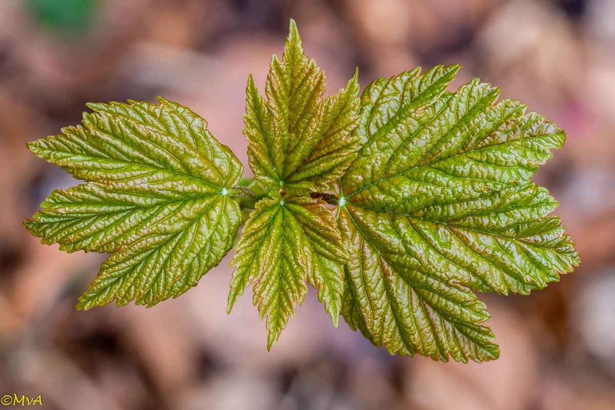 MaartenvanAtten's tweet photo. Wordt #inheems genoemd, maar is dat in bijna heel NL niet. Bossen stikken van de zaailingen van deze, in feite, invasieve exoot. Niet meer aanplanten dus. #Acer #Acer_pseudoplatanus. https://t.co/C0rCv8X8oE
