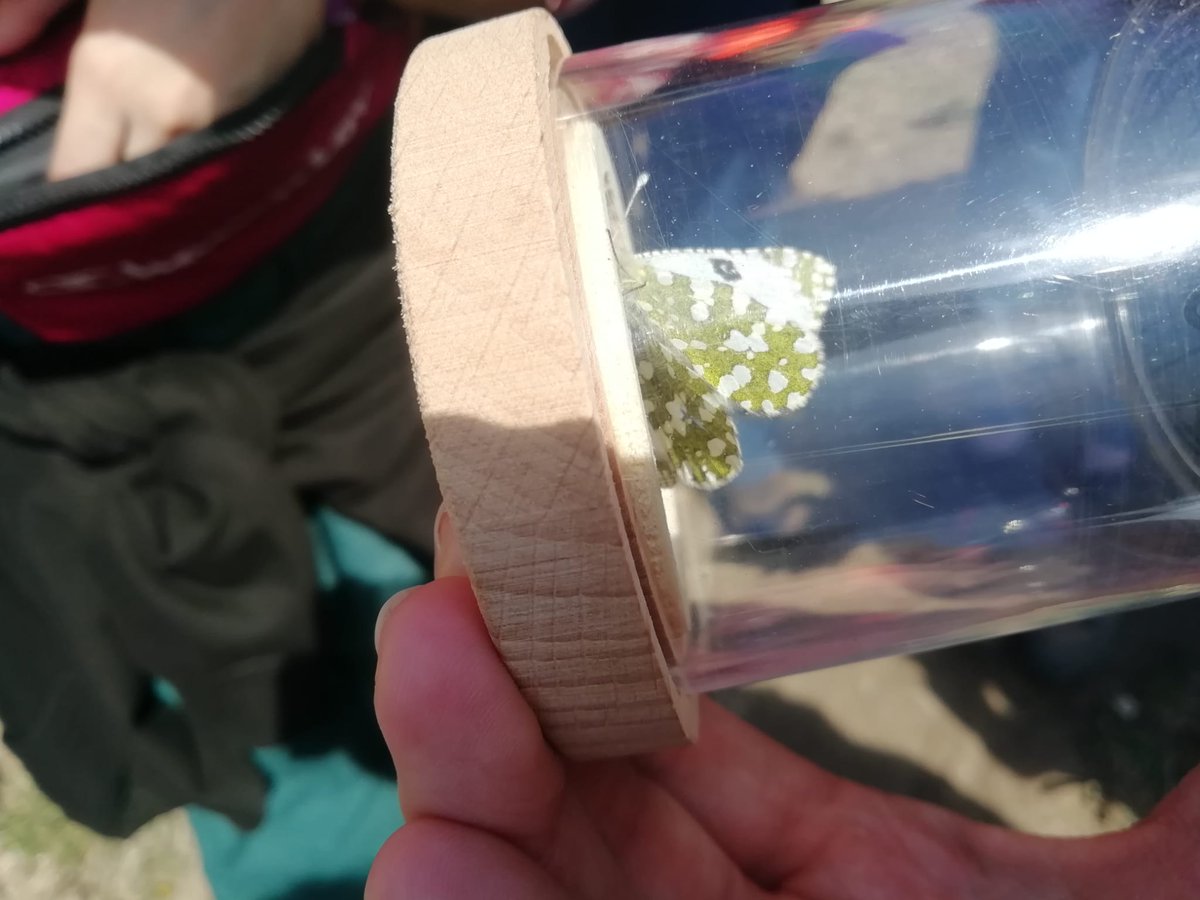 Maalar4's tweet photo. Avui al #bioblitz #bioblitzuab!! Gràcies a tothom que hi ha participat pel seu entusiasme i interès 🦋✨ @UABBarcelona @sandrasauramas @FAS_UAB https://t.co/ERHq4nwXKS