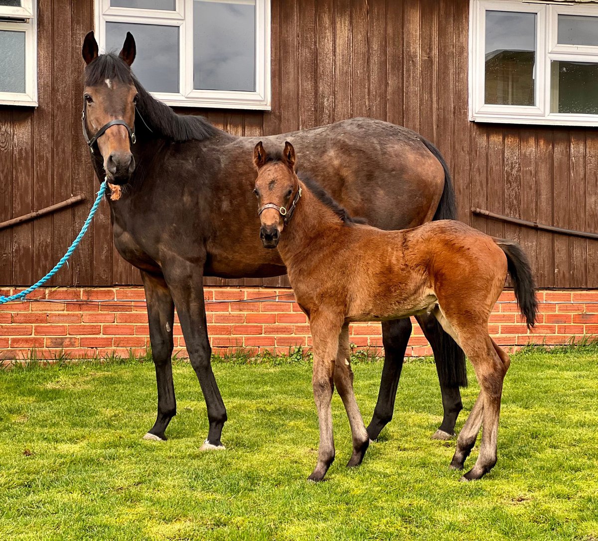 Black Agnes and her Ubettabelieveit Colt are off to visit Land Force @JakeJWarren @HighclereRacing tomorrow