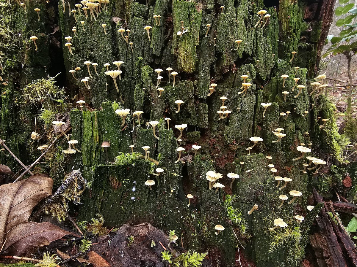 MsBoneFamily's tweet photo. MUSHROOM LOG MUSHROOM LOG https://t.co/cTt7fWABIV