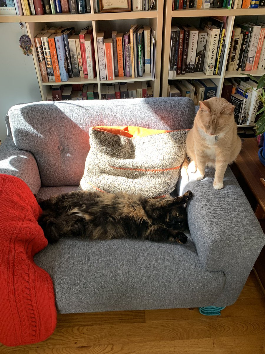 _mhiebert's tweet photo. Poor Marvin. Tovah won’t share…@catsofpolisci https://t.co/Gja0YgFnMg