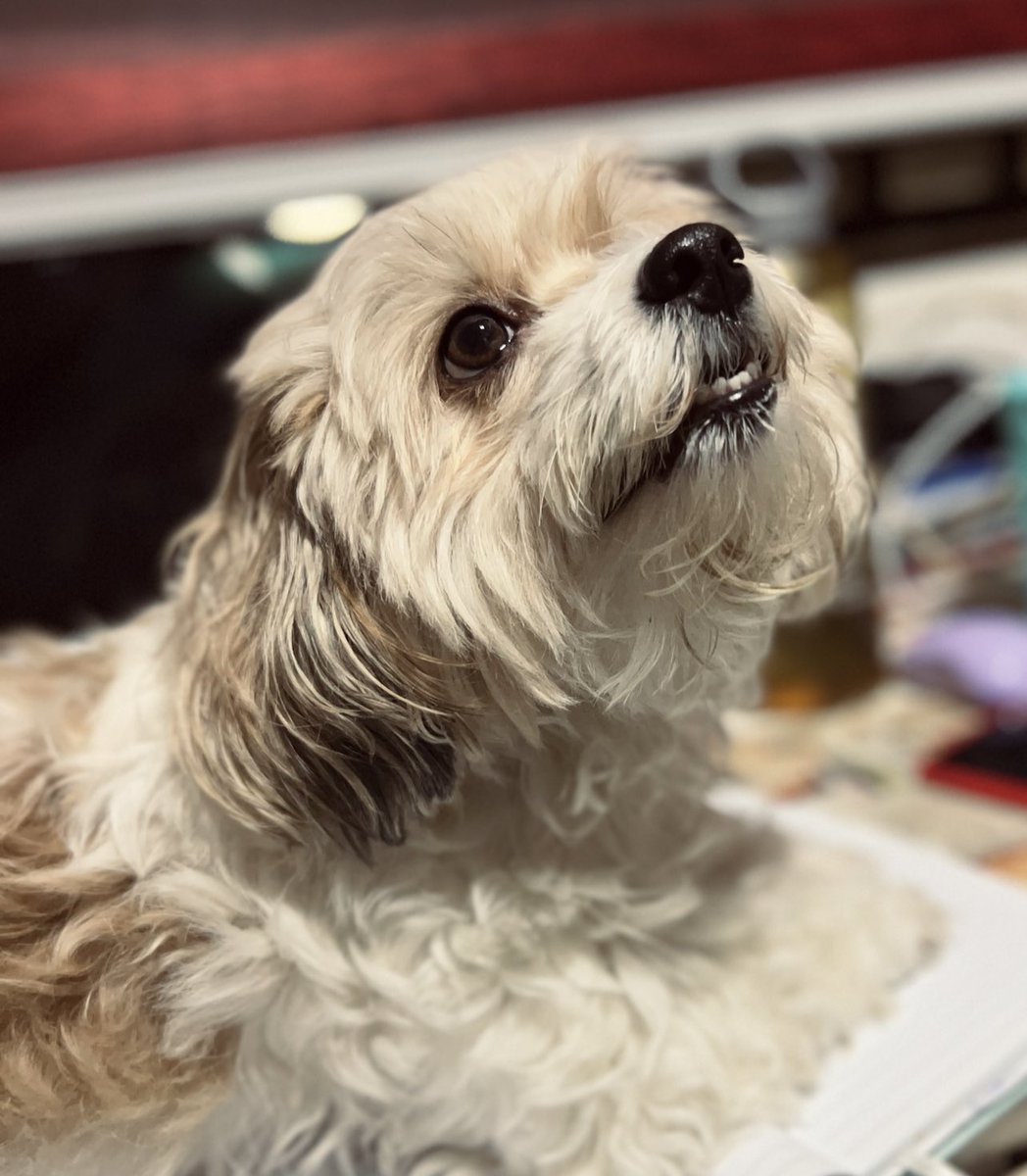 lollipoppsAYD's tweet photo. Gracie 😍 https://t.co/nZswN69ZpD