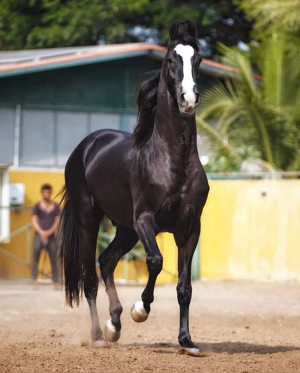 AlImran86952141's tweet photo. I like horse https://t.co/Xbk1kHg9gj