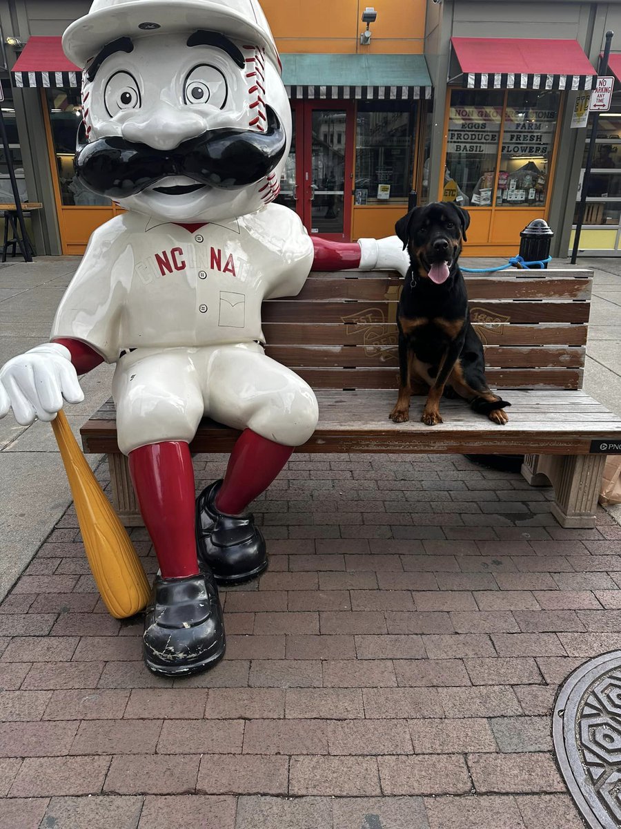 CincyAnimalCARE's tweet photo. Quake is ready for you to #GoBigANDGoHome! Email foster@cincycare.org and ask about Quake!
And remember, adoption fees are NAME YOUR PRICE now through April 2 at all CAC locations and events for dogs over 40 lbs! https://t.co/LhZyYX3v2f