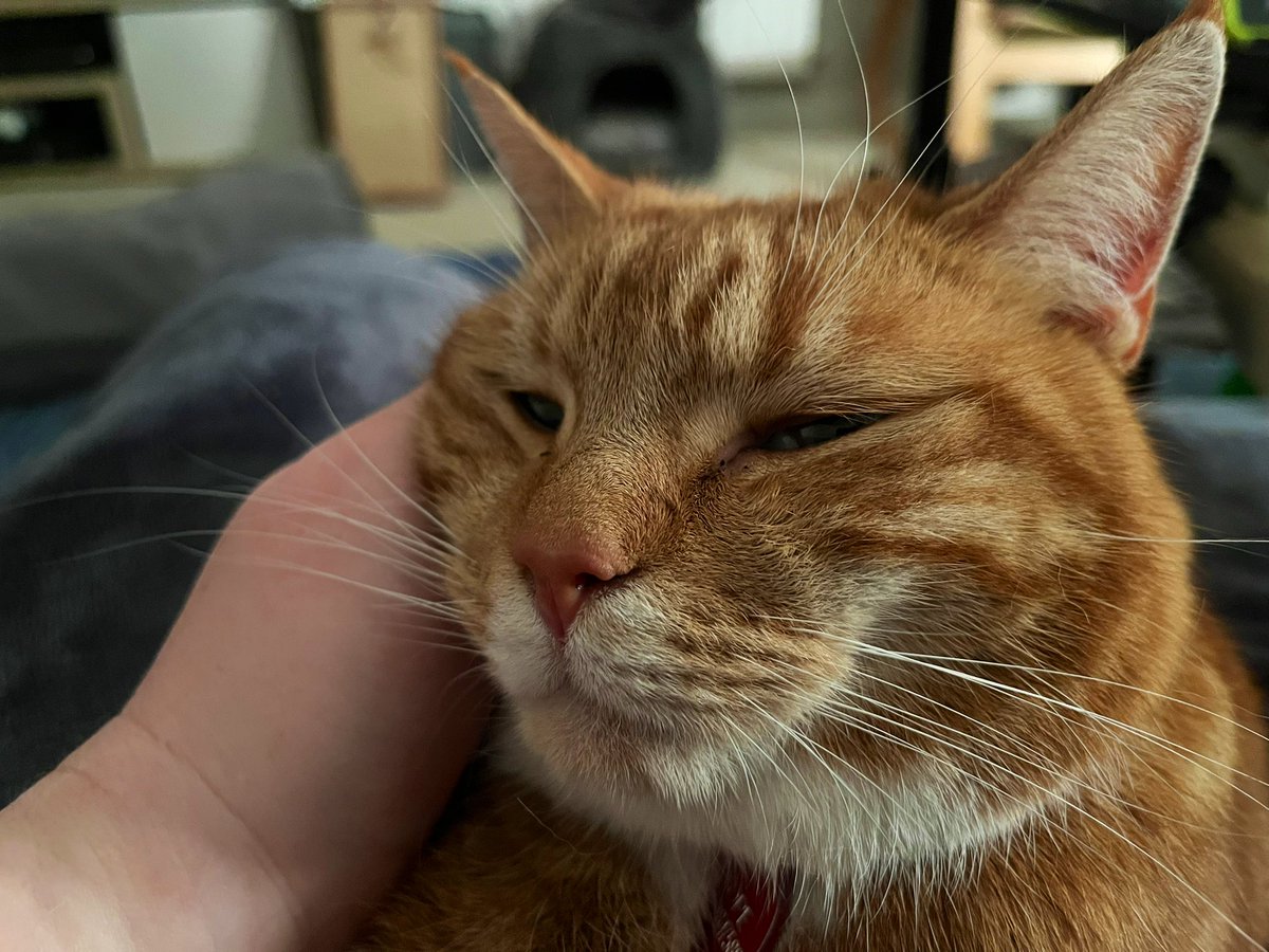fallingontheway's tweet photo. So grateful for #HopeCat https://t.co/h6B31XEHWX