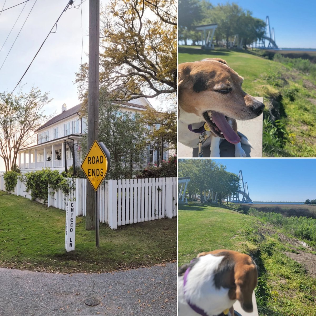 ThatPupZoey's tweet photo. Where are all the pogues??🌊🤙🏖🐾 @obxnetflix @netflix #obx #obx3 #pogue #outerbanks #p4l #poguelandia #jiara #johnb #obxedit #cute #dogsoftwitter #dog #charleston #SaturdayVibes #beagle #dogsofcharleston #thatpupzoey https://t.co/Xu2HYFkLVy