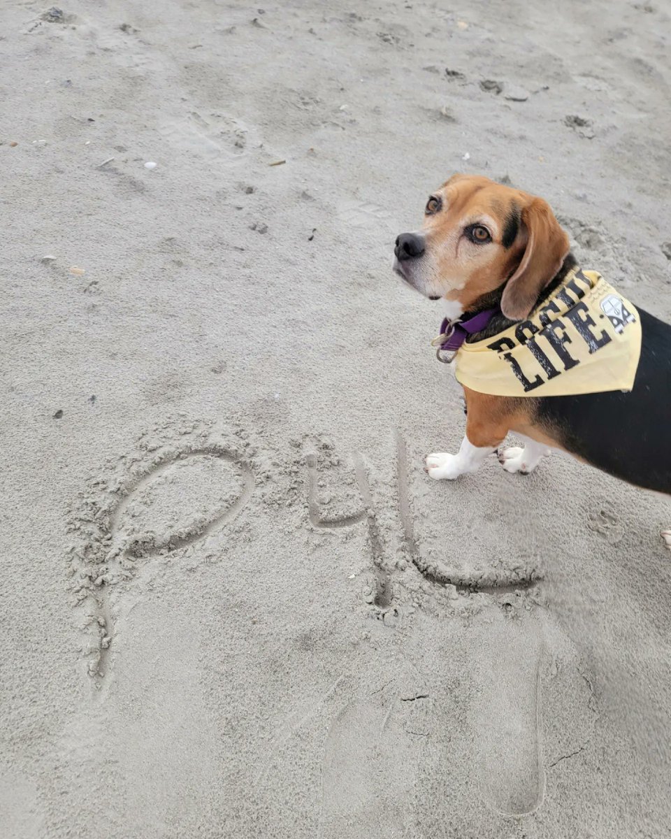 ThatPupZoey's tweet photo. Where are all the pogues??🌊🤙🏖🐾 @obxnetflix @netflix #obx #obx3 #pogue #outerbanks #p4l #poguelandia #jiara #johnb #obxedit #cute #dogsoftwitter #dog #charleston #SaturdayVibes #beagle #dogsofcharleston #thatpupzoey https://t.co/Xu2HYFkLVy