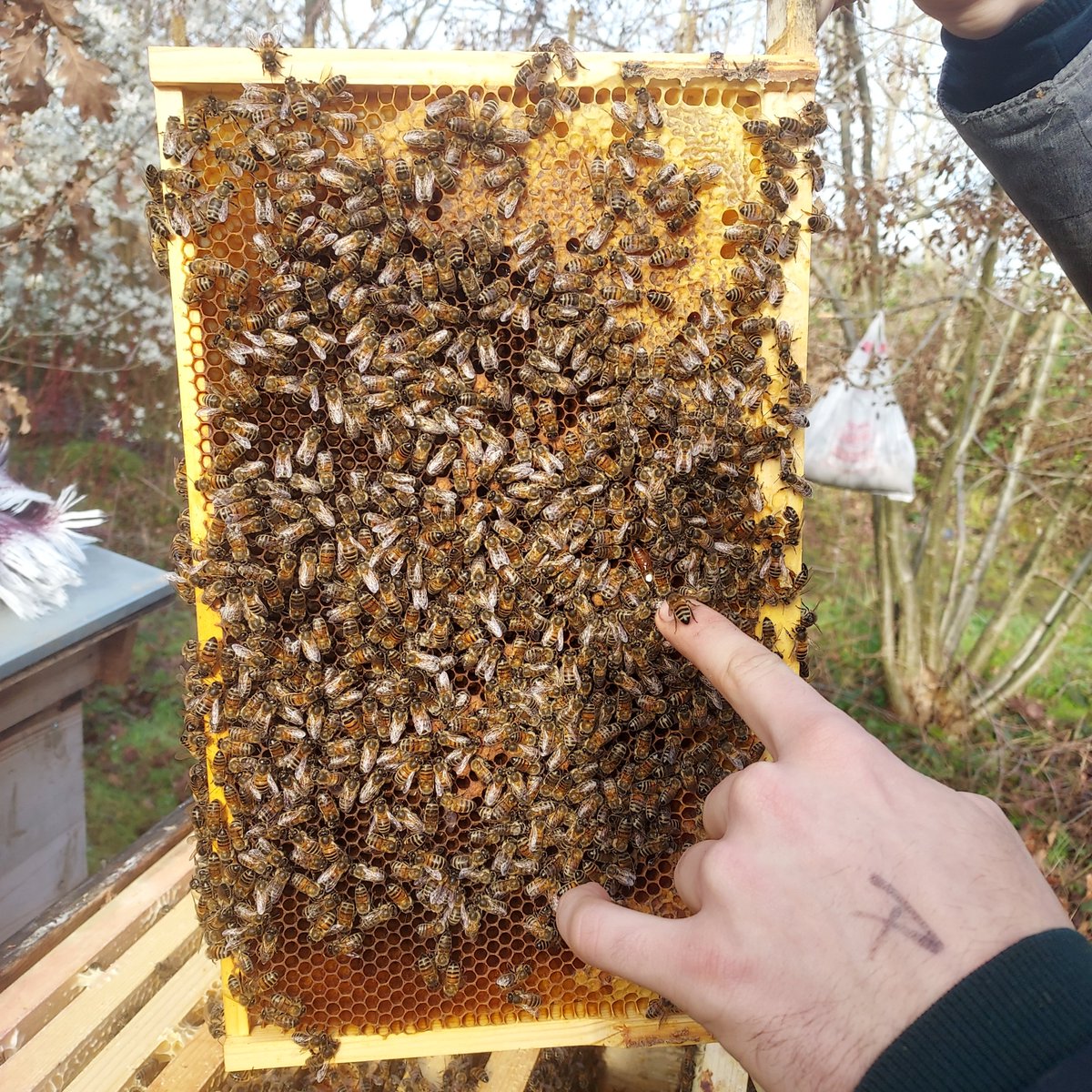BriggsBughouses's tweet photo. Sowing some sunflower seeds for @MeadowOrchard and for the school eco garden.
#LondonNationalParkCity
#10xGreener
#SpringHasSprung
#BritishSummertime
#RHSBigSeedSow
#TheBigSunflowerProject
@LondonNPC
@WestburyBNR
@grow_n22
@BBCSpringwatch https://t.co/b1aWzyCoYp