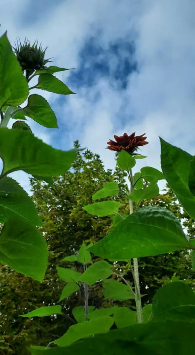BriggsBughouses's tweet photo. Sowing some sunflower seeds for @MeadowOrchard and for the school eco garden.
#LondonNationalParkCity
#10xGreener
#SpringHasSprung
#BritishSummertime
#RHSBigSeedSow
#TheBigSunflowerProject
@LondonNPC
@WestburyBNR
@grow_n22
@BBCSpringwatch https://t.co/b1aWzyCoYp