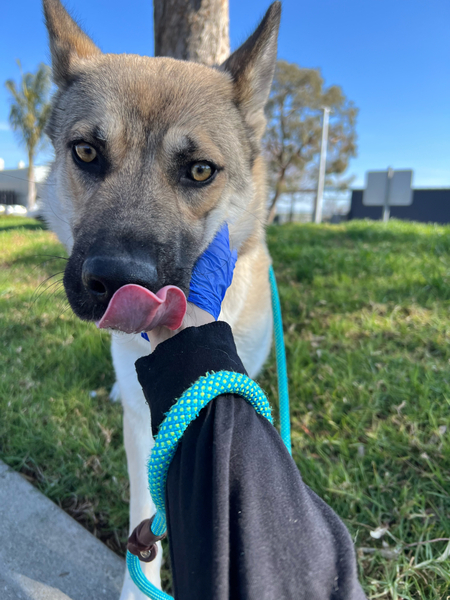 #Dog #Kiwi_CCSTCA_26 Sweet, mellow Kiwi is looking for her forever family! https://t.co/KRsEcRKXAj https://t.co/hdgqZfFcIQ