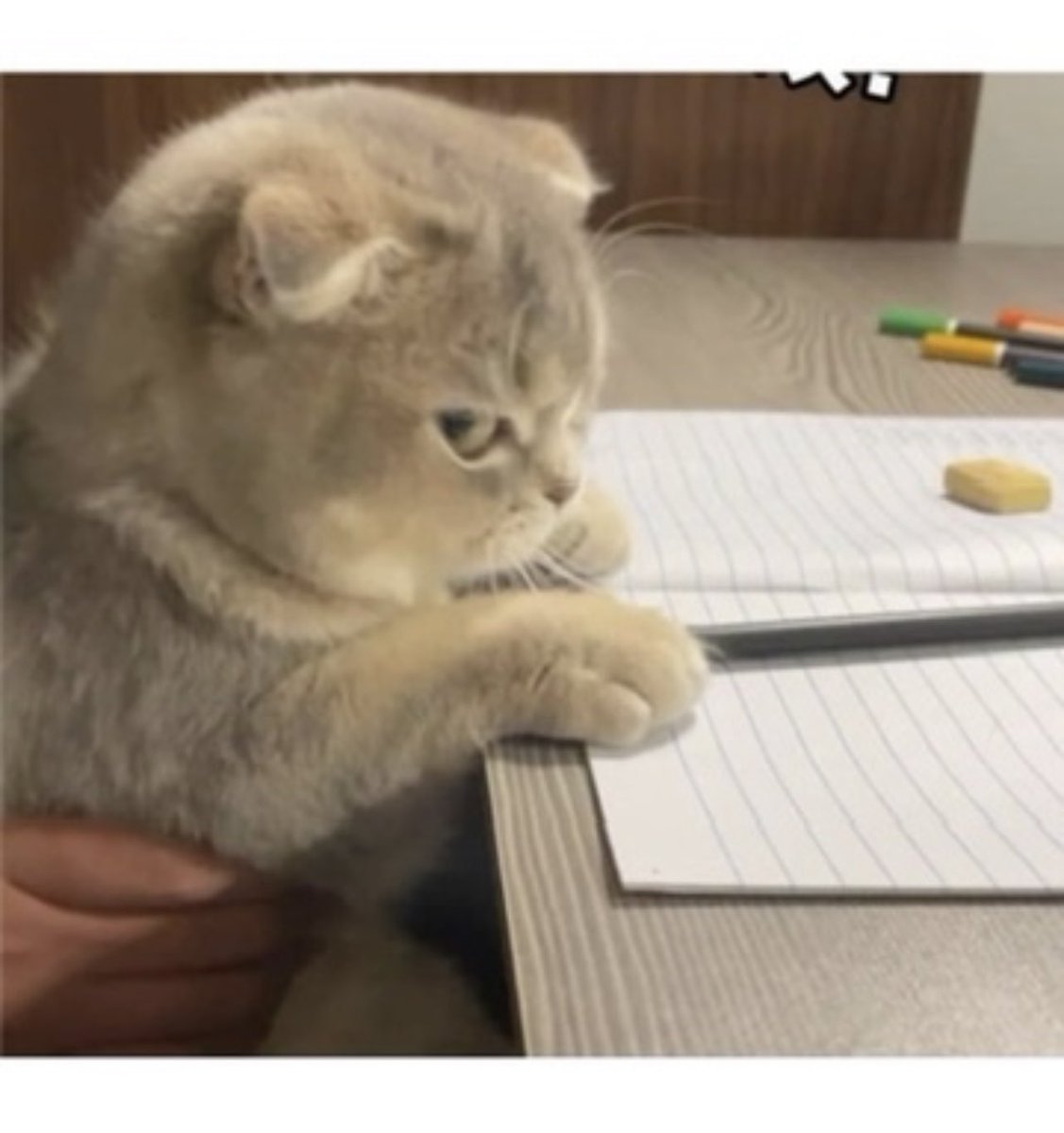 kapebeansies's tweet photo. https://t.co/eM5olIwlls