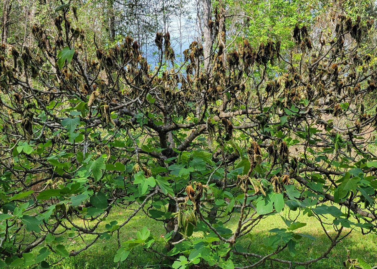 My fig tree didn't like the recent freeze 😕