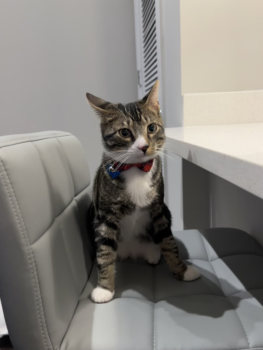HeerBrooklyn's tweet photo. @SouthAlabamaBSB I think I know who should be your pet of the game for game 3… @mitchell_heer’s nephew, Hank! https://t.co/3XHT2tqsv6