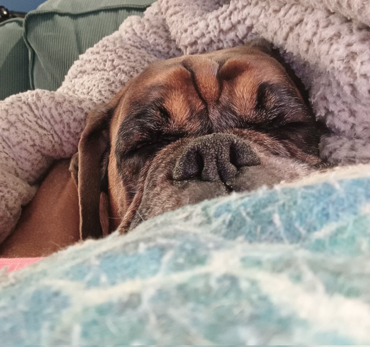 JanetBoxer's tweet image. Saturday snuggles #boxer #dogs #boxerdogsuk