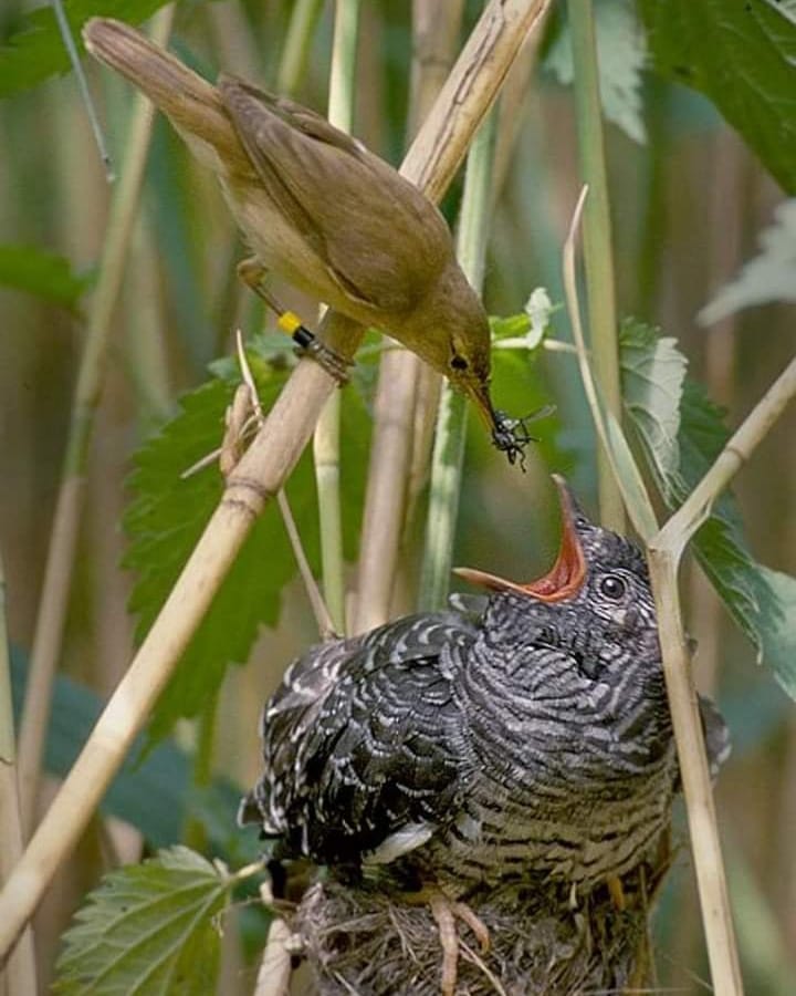 EnsedeCiencia's tweet photo. Parasitismo de puesta.

Cuando llega el momento de la puesta, la hembra de Cuculus canorus levanta el vuelo y se dirige a un nido no vigilado de una especie más pequeña. Una vez allí, se come uno de los huevos ajenos y deja en su lugar el suyo.

Así, la mamá cuco se deslinda de sus deberes maternos, y los dueños del nido no se percatan del cambio. Cuando el polluelo cuco eclosiona, expulsa a los demás huevos o polluelos para adueñarse de todo el espacio y alimento disponible. Los dueños del nido alimentan y cuidan hasta el final, pensando que ese polluelo cuco es su hijo.

La imagen nos muestra a un carricero común alimentando a una cría de cuco.