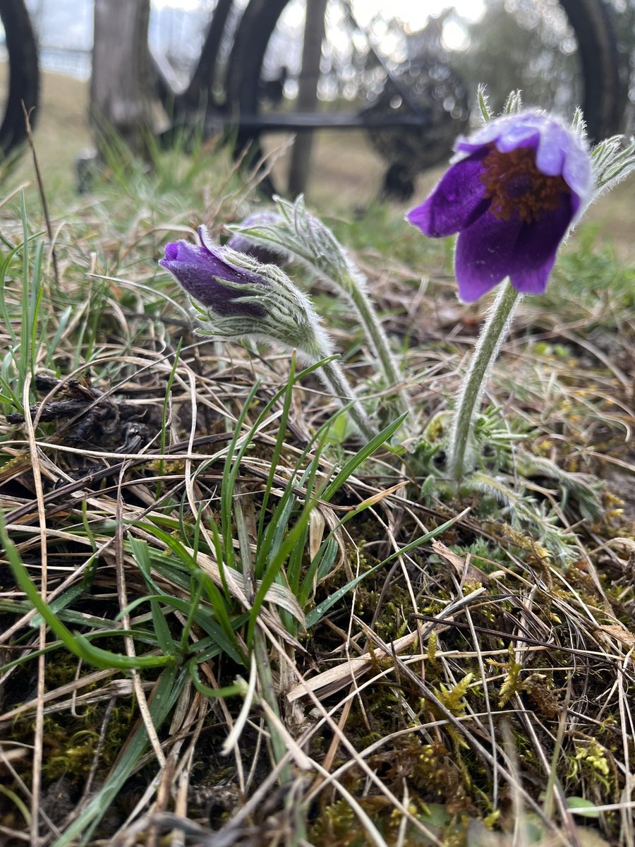 First Pasque flowers 23 🙂