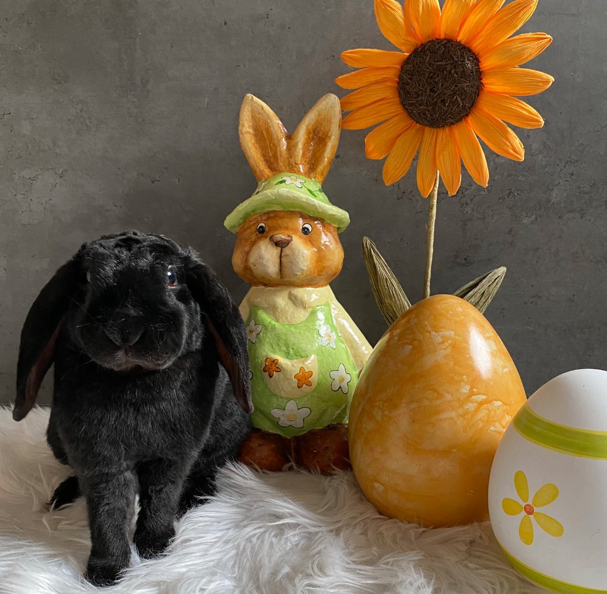 RabbitoftheDay's tweet photo. 📅 1st April 2023
🐰 Willow
🏷️ @petersss6
💕 #animaloftheday https://t.co/mTGucobcrP