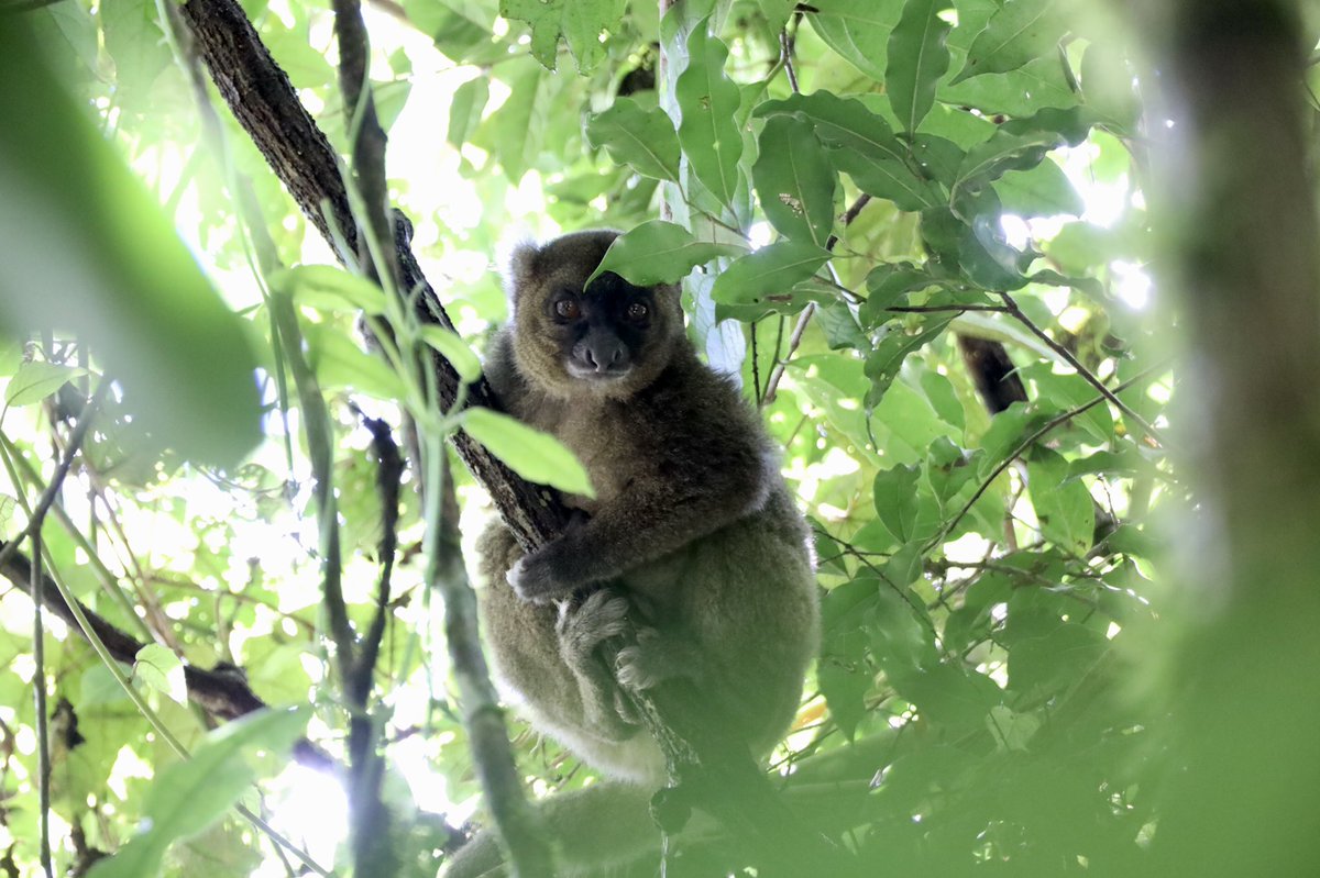 CentreValBio's tweet photo. A #SimoneSaturday update:
Simone has been seen about 1km from the habituation enclosure following a group of golden bamboo lemurs, whose range doesn’t overlap with the enclosure. It remains to be seen if Simone will hear the other Prolemur simus vocalizing in the coming week! https://t.co/u3ijwAp9SO