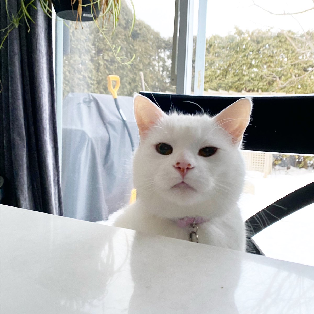 I’m still out here causing trouble at tables and stuff 💅🏻