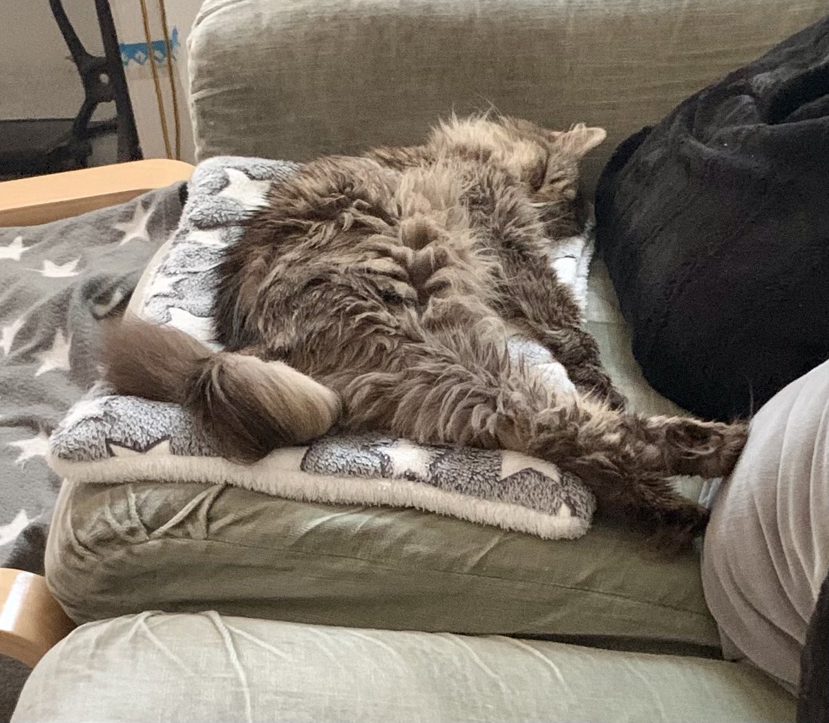 adcharlesworth1's tweet photo. It’s all too much for a girl in a fur coat #MinnieCat https://t.co/I0AD9QngmR
