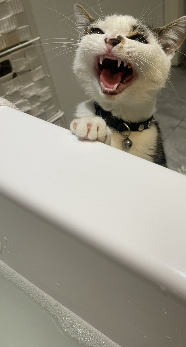 𝖘𝖊𝖓𝖘𝖊𝖎🐉 tweet media