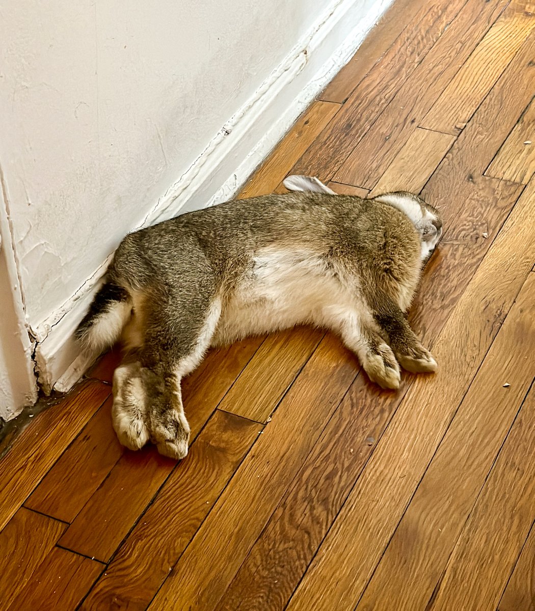 😴💘 Flompers Cashmere Bunny seen Sat 3/25 power-napping on Hallway Meadows after a hoppy morning. Her quarantine ends at 6pm! No signs of RHDV2, the virus that can jump btw wild E. Cottontails & domestics ditched in parks. Today is a good day. 🥳