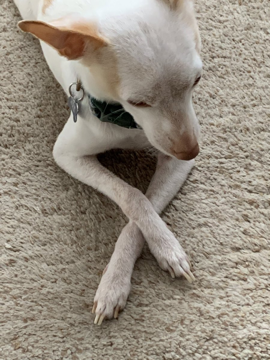 katztd's tweet photo. @kellyAREKAYyeo The algorithm must have been programmed by my dog. https://t.co/q3SlasDUaP