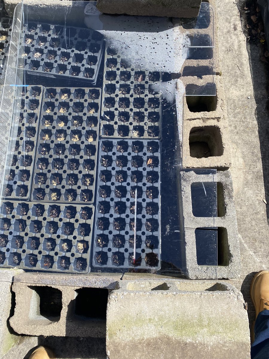 MHKProjectGreen's tweet photo. 6th grade science classes visited our garden this week to determine the warmest spot for seeds to germinate. Our data, communicated through graphs &amp; CERs, were in clear agreement; the cold frame &amp; jugs are the warmest! The cold frame was over 100 degrees Fahrenheit! @EWRSDK12 https://t.co/Y4XJX4iMub