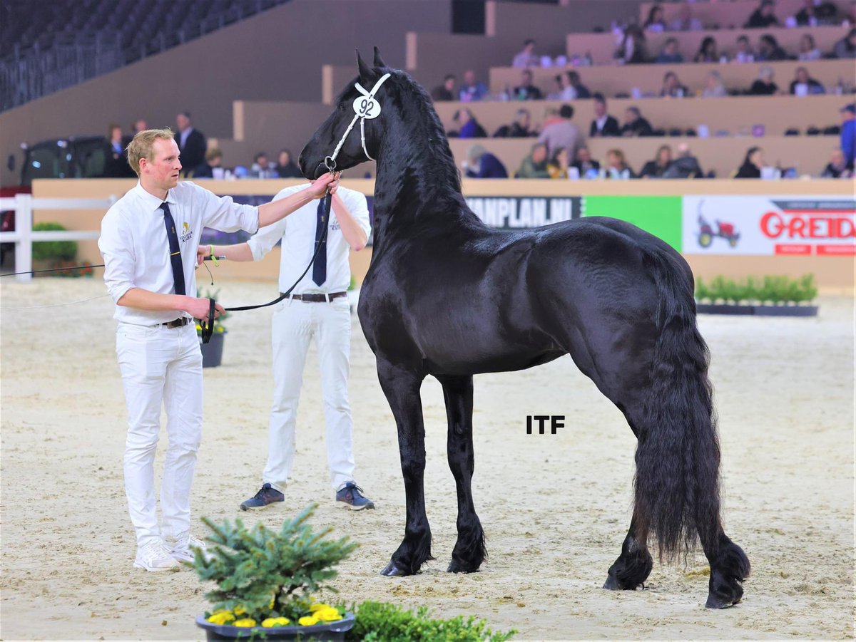 StaldePiksen's tweet photo. Sterhengst Neron fan ‘e Piksen 🌟
#sterhengst #fries #hengstenkeuring #kfps #paard https://t.co/EnyHQLiZna