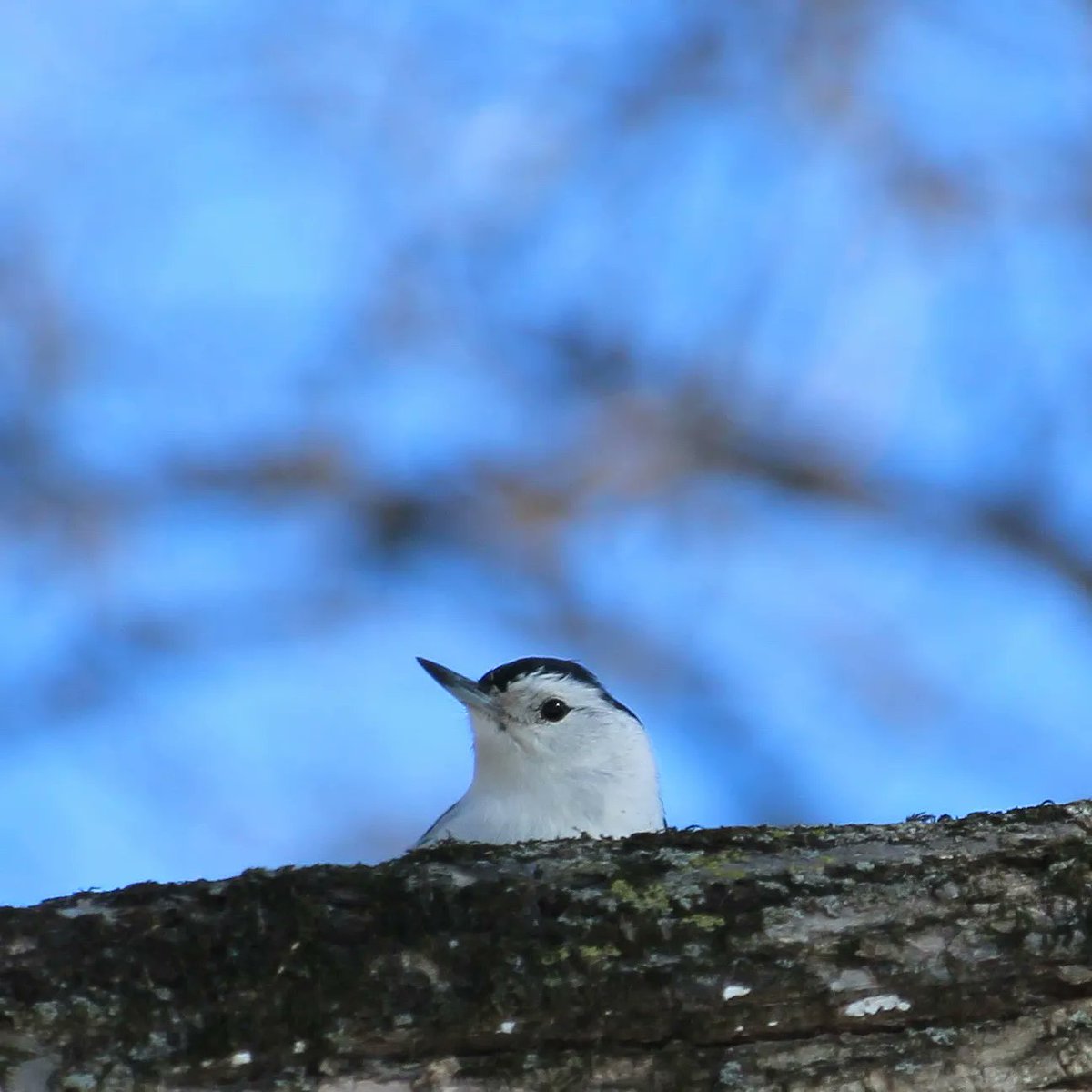 FeathTreasury's tweet photo. White-breasted Nuthatch 

03-24-2023

#whitebreastednuthatch #nuthatch #springbirding #minnesotabirds #minnesota #birds #birdphotography #featherytreasury #mnbirds #birdpics #canon #canonphotography #canonrebelt7 #bird_lovers #birdwatching #bird_brilliance #bird_captures #birding https://t.co/OwPBXY3ZdU