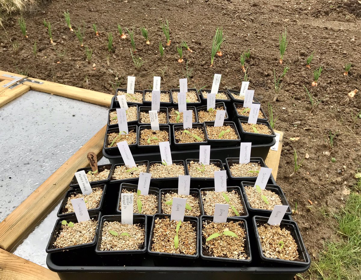 Time to pot on the Tomato seedlings here at The Devon Patch,  6 of each potted on. Costoluto Fiorentino, Tigrella, Roma, Sungold and Moneymaker, I can almost taste them already 😋😋😋 #seedlings #tomatoseedlings #plants #vegetables #gardening #seedtrays #pots