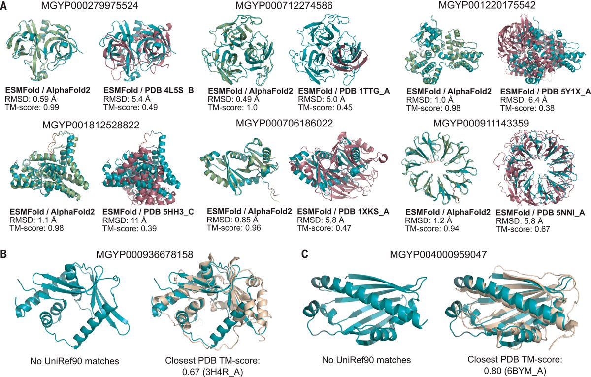 ScienceMagazine's tweet photo. In a Science study, @MetaAI researchers show the power of a large language model, #ESMFold, to enable protein structure prediction and analysis. 

Using ESMFold, they generated a database—the ESM Metagenomic Atlas—of over 600 million metagenomic proteins. https://t.co/jfOUtFy95a https://t.co/wqCnxBWDwx